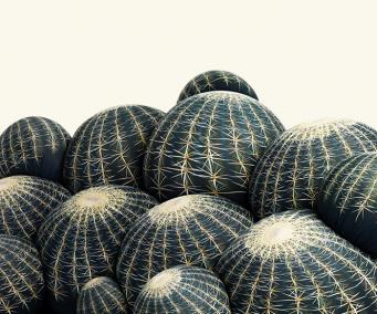 Canape Cactus 3
