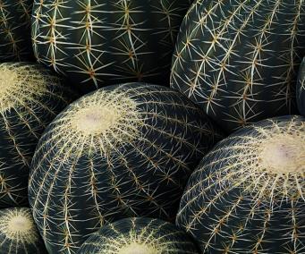 Canape Cactus 4